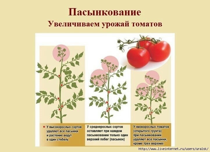 Схема формировния куста томата