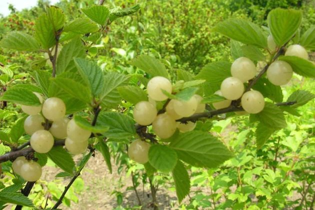 Белая войлочная вишня