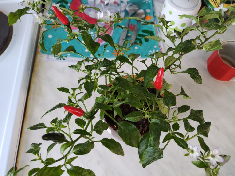 Перец горький STEFANIA( коллекция Марины Кретовой ) 