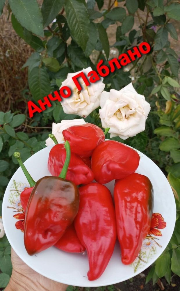 Перец горький Анчо Паблано( коллекция Риммы Сибгат )