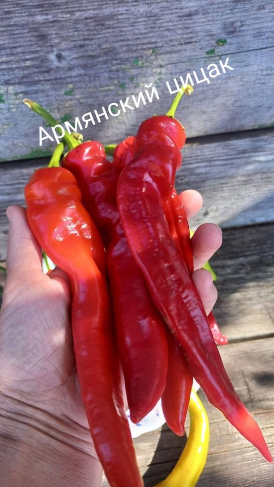 Перец горький Армянский Цицак( коллекция Риммы Сибгат ) 
