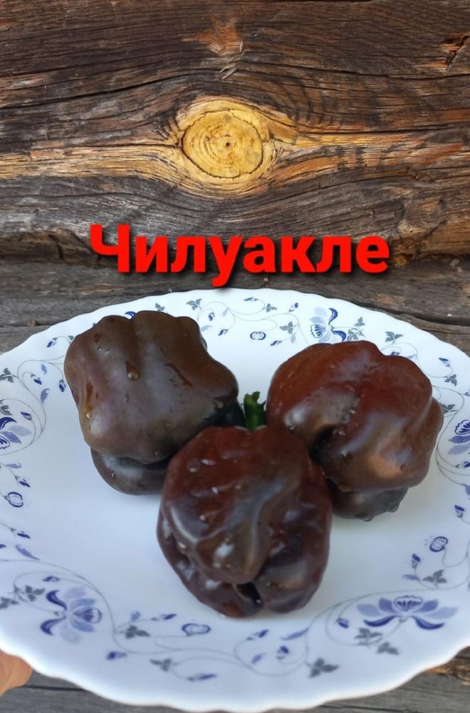 Перец горький Чилуакле( коллекция Риммы Сибгат ) 