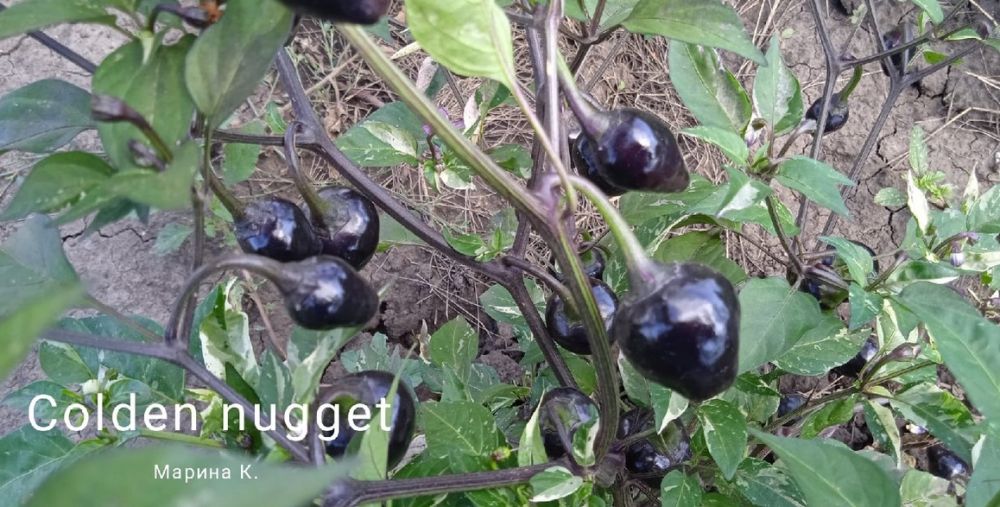 Перец горький COLDEN NUGGET( коллекция Марины Кретовой ) 