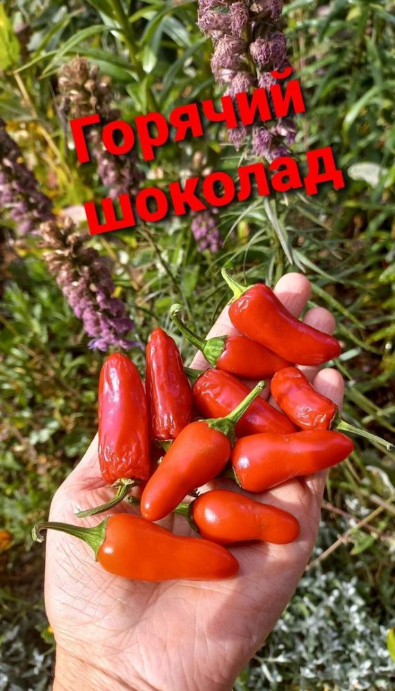 Перец горький Горячий шоколад( коллекция Риммы Сибгат )