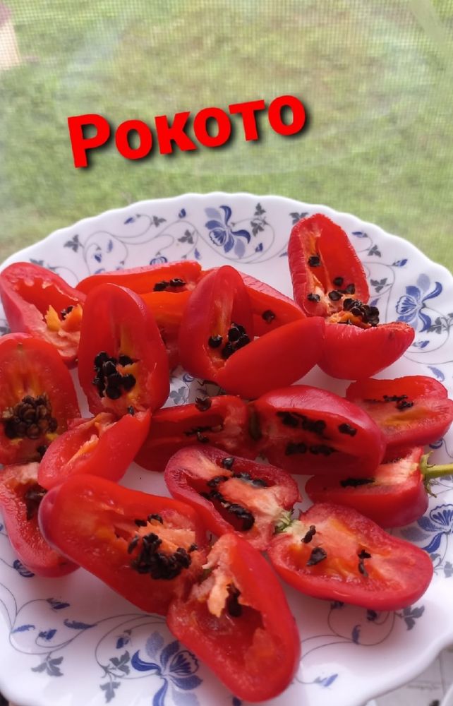 Перец горький Рокото( коллекция Риммы Сибгат ) 