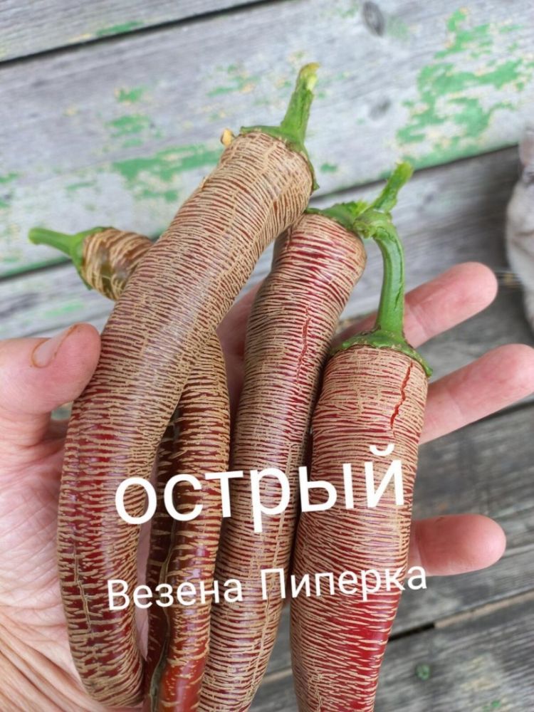 Перец горький Везена Пиперка( коллекция Риммы Сибгат ) 