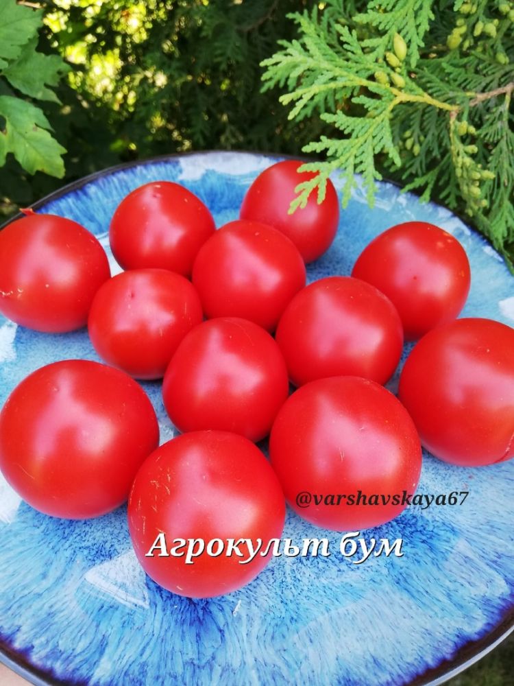 Томат Агрокульт Бум(из коллекции Оксаны Варшавской)