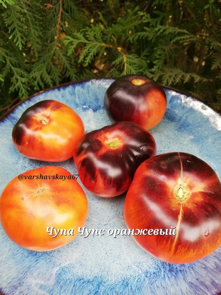 Томат Чупа Чупс оранжевый(из коллекции Оксаны Варшавской)