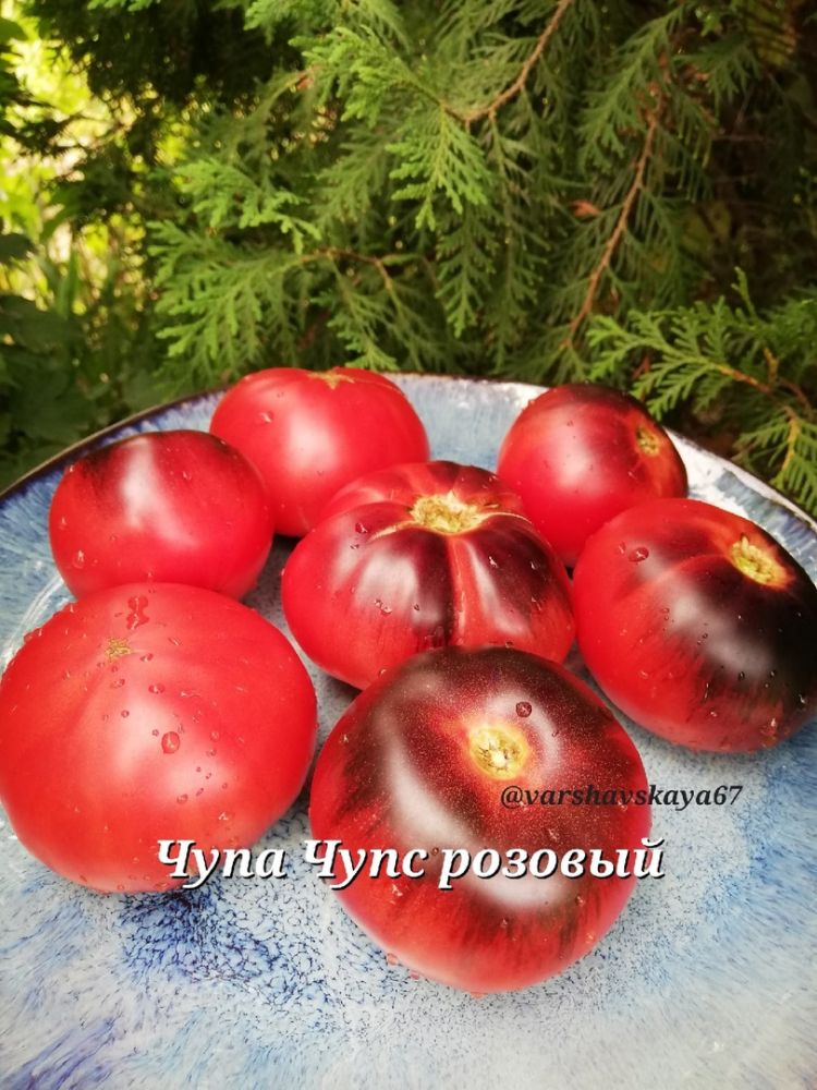 Томат Чупа Чупс розовый(из коллекции Оксаны Варшавской)