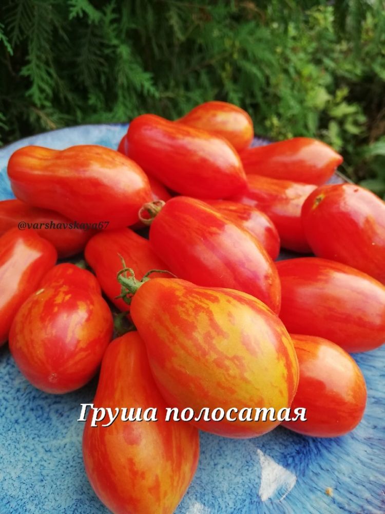 Томат Груша полосатая(из коллекции Оксаны Варшавской)