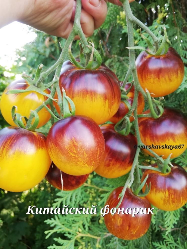 Томат Китайский Фонарик(из коллекции Оксаны Варшавской)
