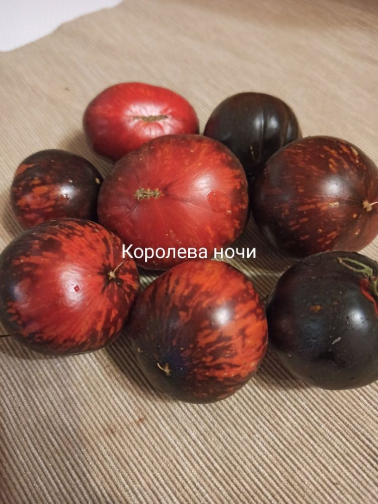 Томат Королева ночи(из коллекции Натальи Толкачевой)