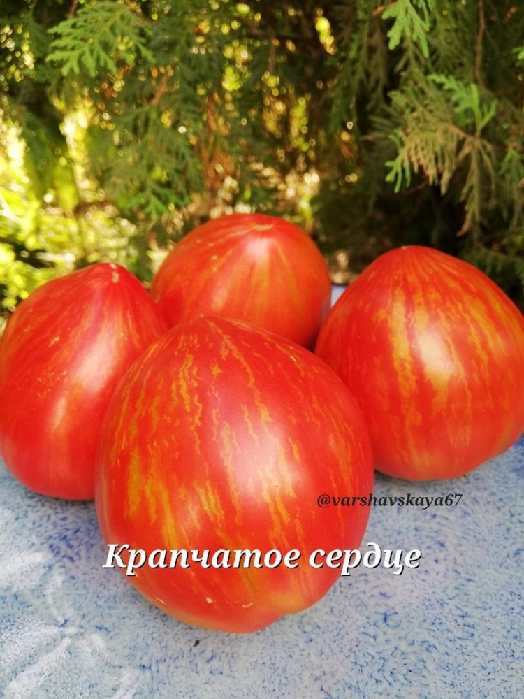 Томат-гном Крапчатое сердце(из коллекции Оксаны Варшавской)