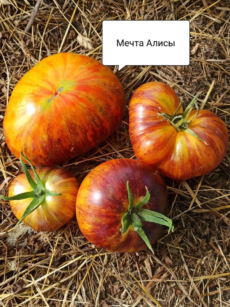Томат Мечта Алисы(из коллекции Натальи Толкачевой)