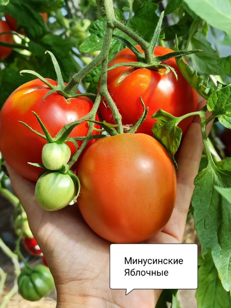 Томаты Минусинские яблочные(из коллекции Натальи Толкачевой) 