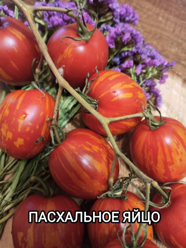 Томат Пасхальное яйцо(из коллекции Натальи Толкачевой)