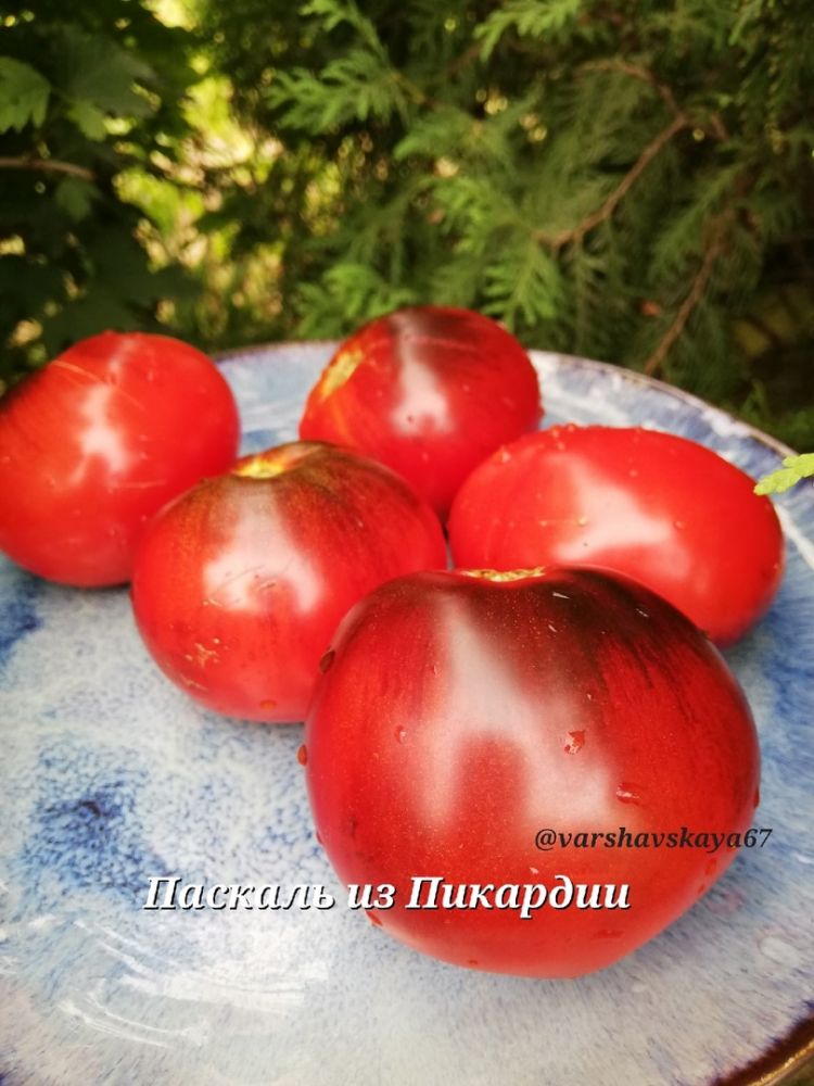 Томат Паскаль из Пакардии(из коллекции Оксаны Варшавской)