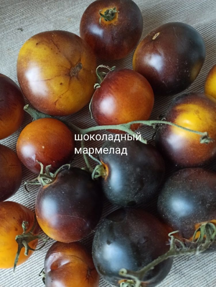 Томат Шоколадный мармелад(из коллекции Натальи Толкачевой)