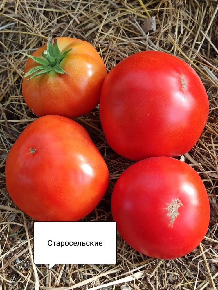 Томаты Старосельские(из коллекции Натальи Толкачевой) 