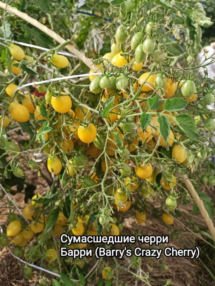 Томат Сумасшедшие черри Барри(из коллекции Натальи Толкачевой)
