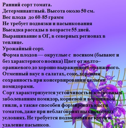 Томат Утенок( ранний из коллекции Чулюкиной В.П. )  описание