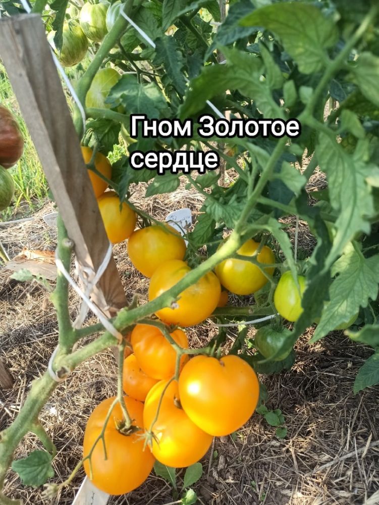 Томат-гном Золотое сердце(из коллекции Натальи Толкачевой)