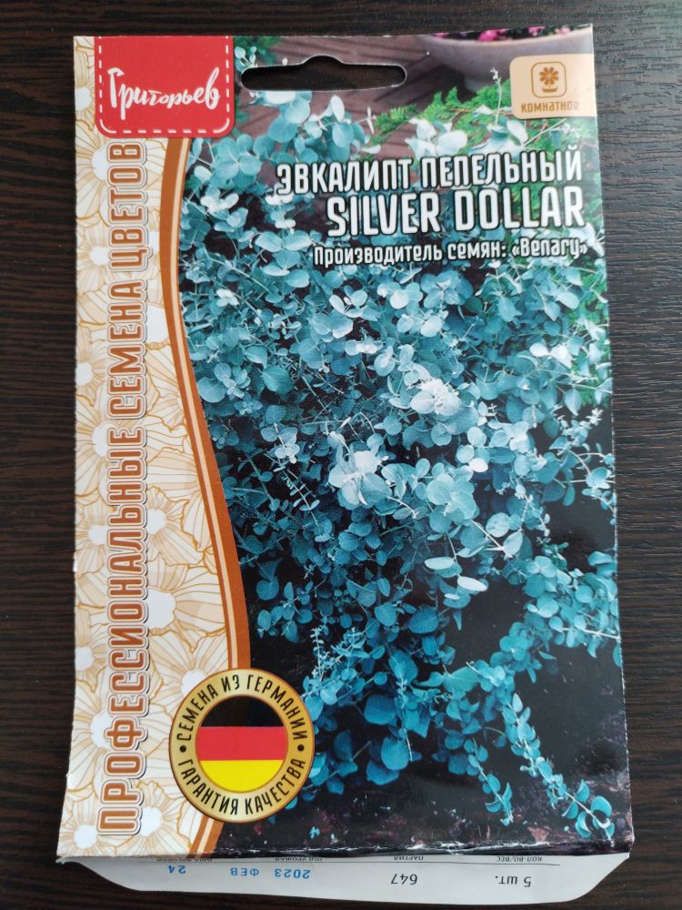 Эвкалипт пепельный Silver dollar