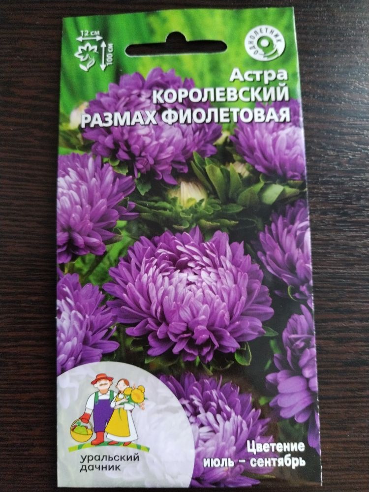 Астра Королевский размах фиолетовая