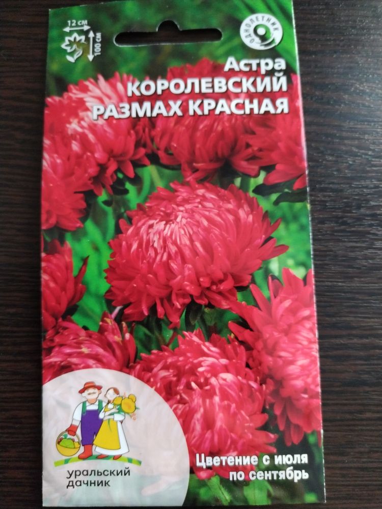 Астра Королевский размах красная