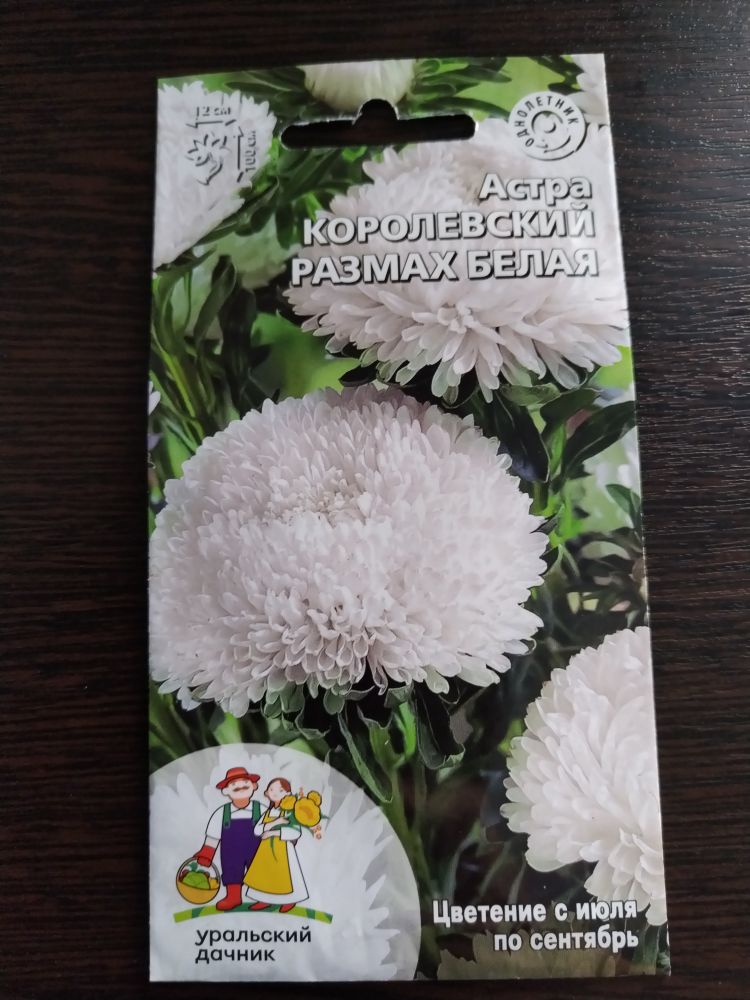 Астра Королевский размах белая