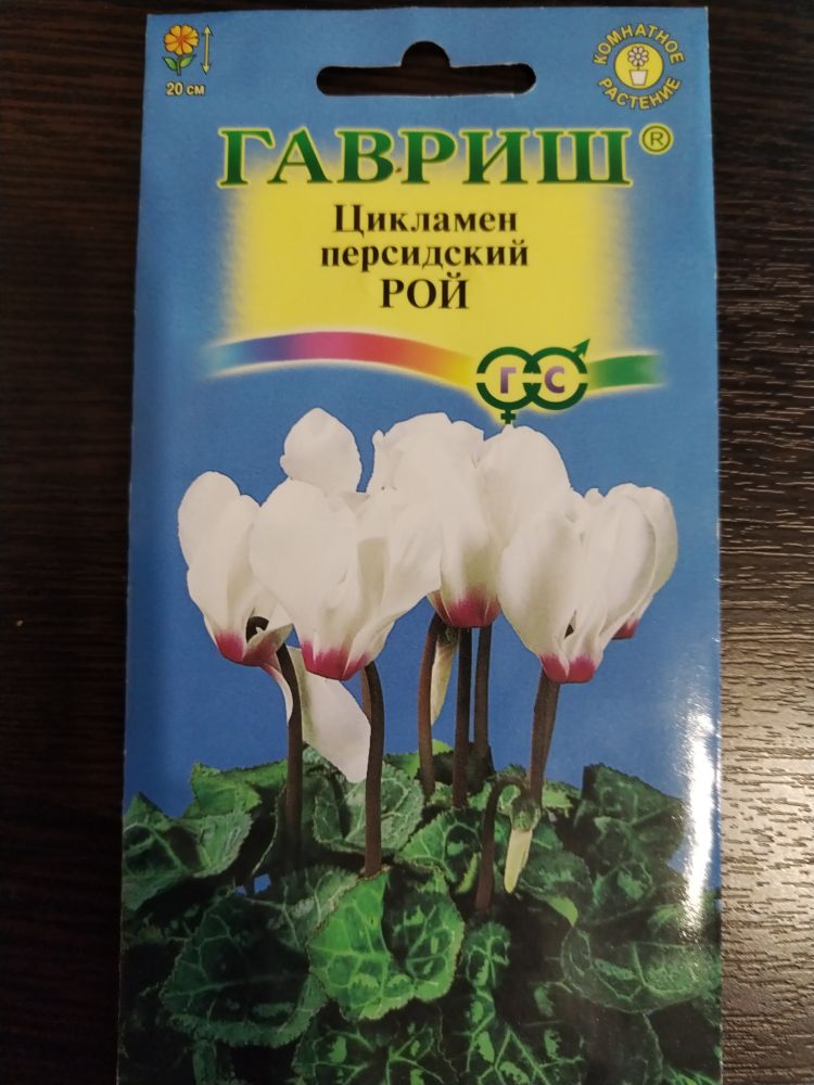 Цикламен персидский Рой