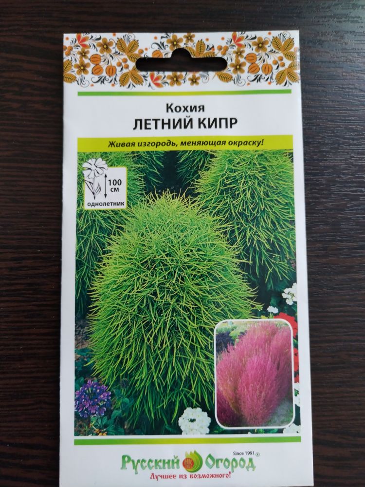 Кохия Летний Кипр