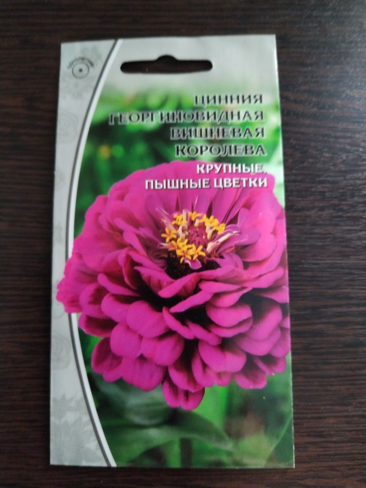 Цинния георгиновидная Вишневая королева