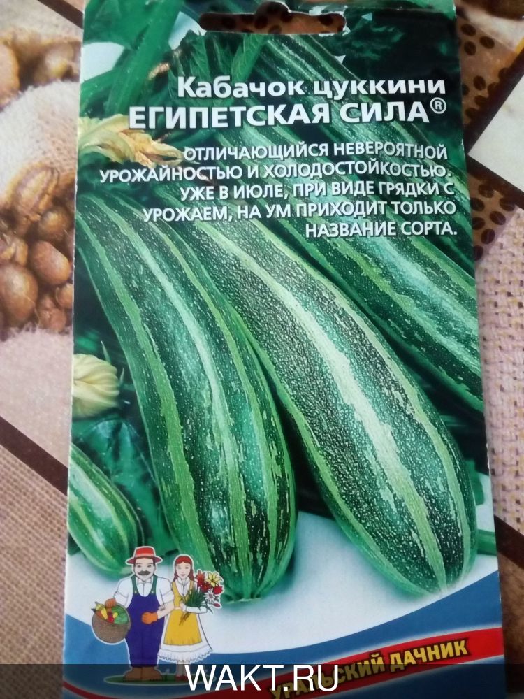 Кабачок Египетская сила (цуккини)