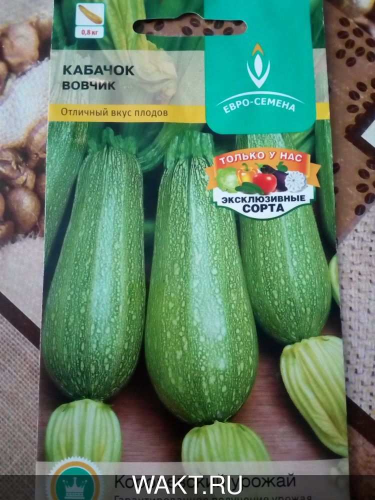 Кабачок Вовчик
