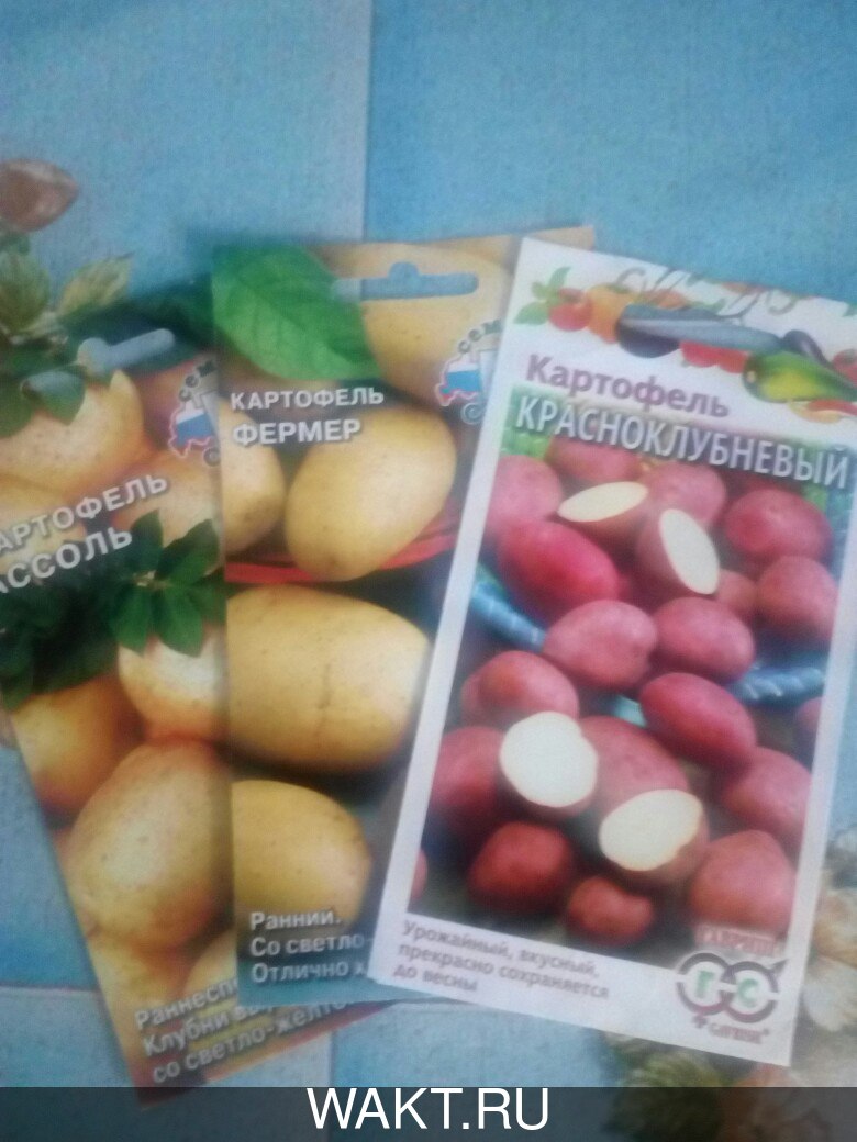 Выращивание картофеля из семян