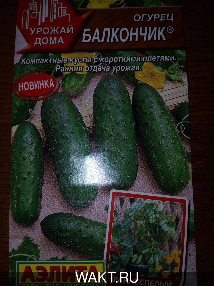 Огурец Балкончик