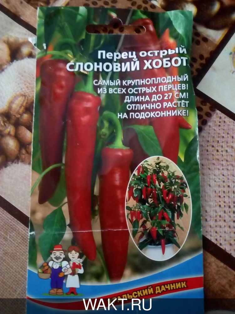 Перец острый Слоновий хобот