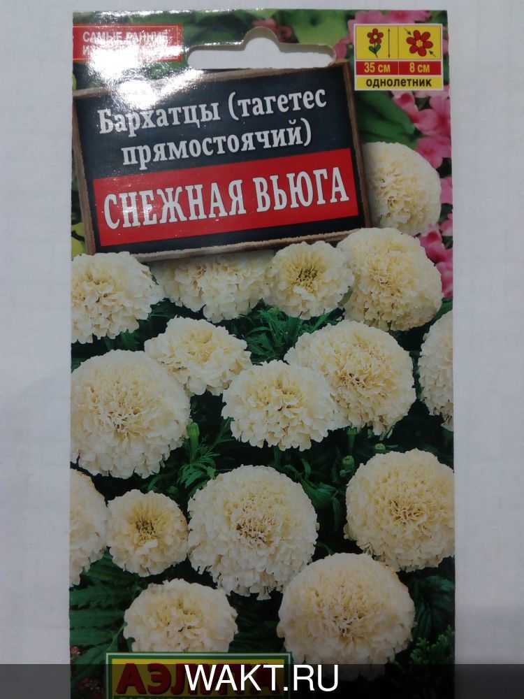 Бархатцы (тагетес прямостоячий) Снежная Вьюга
