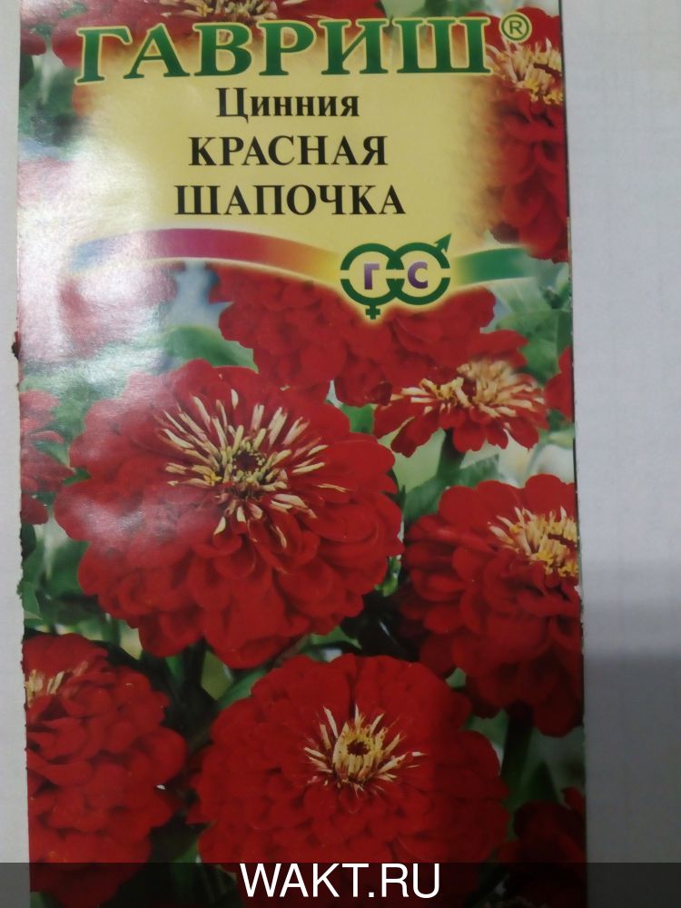 Цинния Красная шапочка