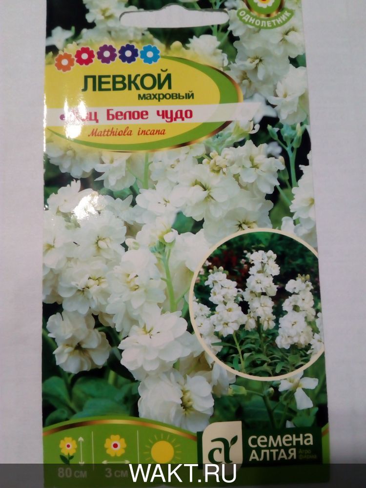 Левкой махровый Кац Белое чудо