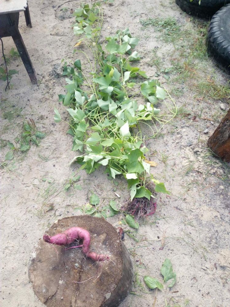 Куст батата с клубнем